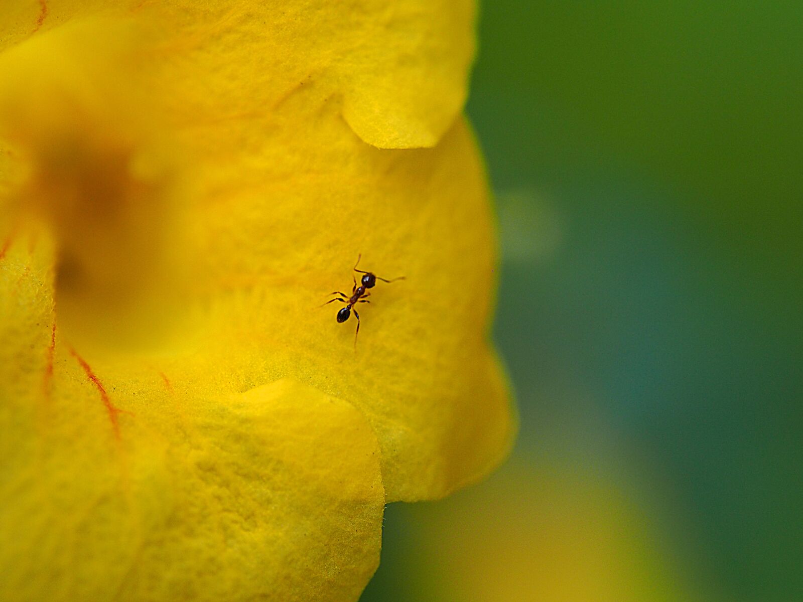 Olympus OM-D E-M5 sample photo. Ma 蟻, flower, artistic conception photography