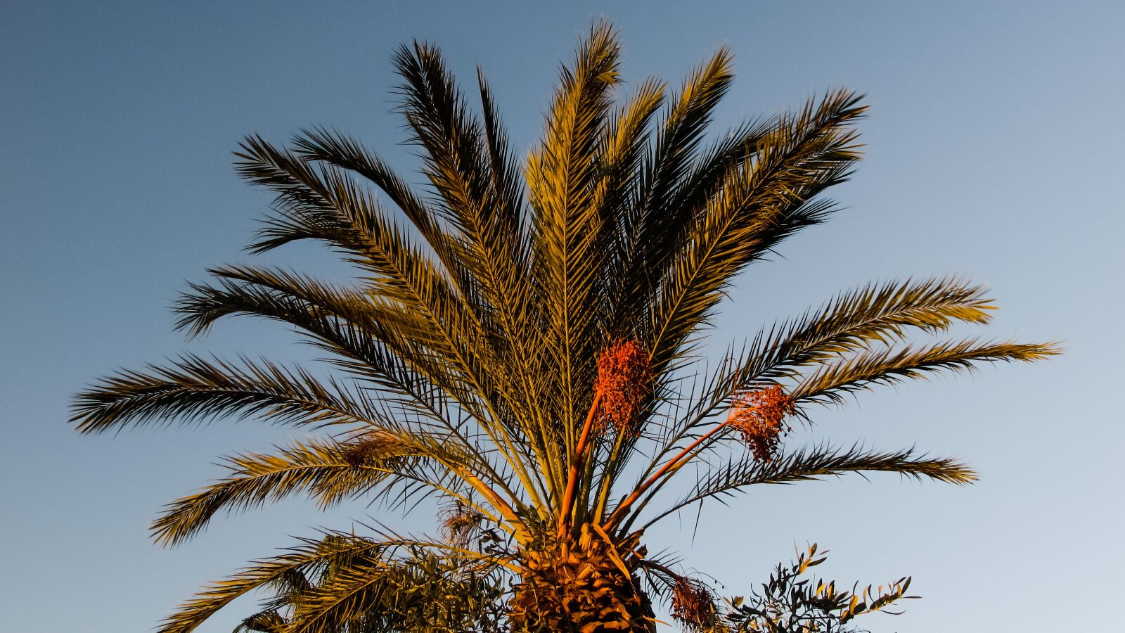 Canon PowerShot SX400 IS sample photo. Palm tree, garden, tropical photography