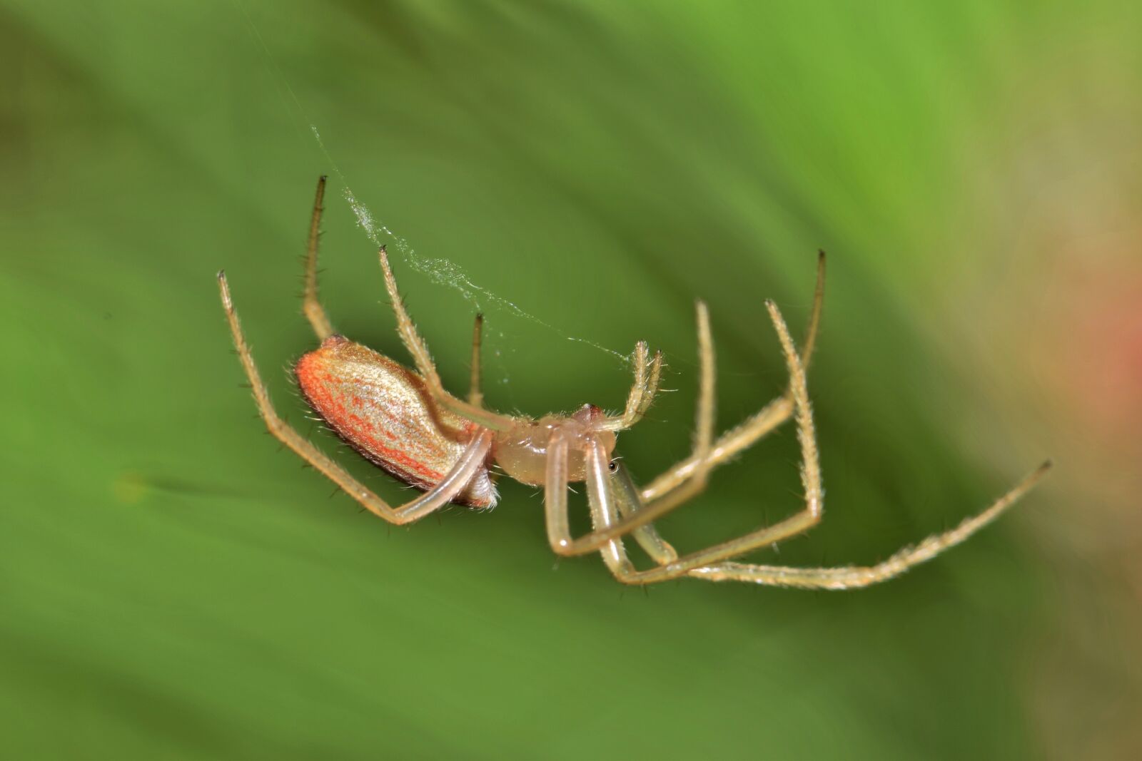 Nikon D5300 sample photo. Spider, orb spider, orb photography