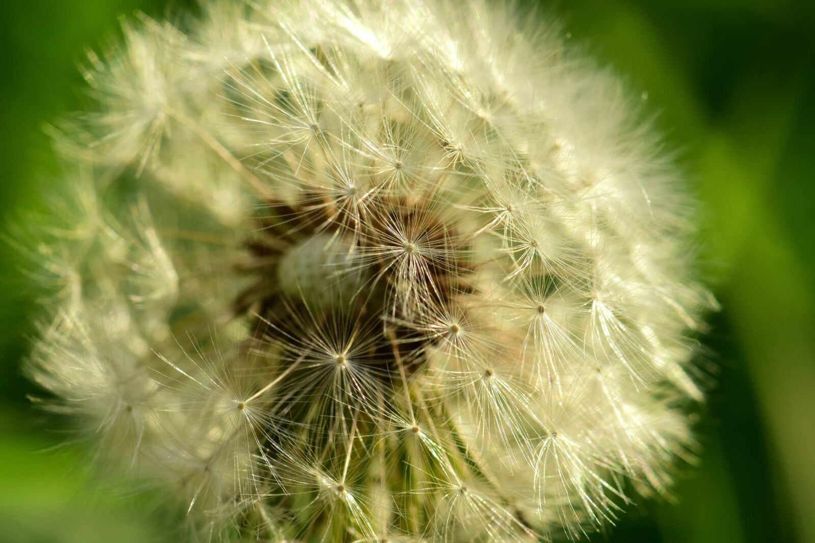 Nikon D3300 sample photo. Summer, dandelion, grass, seed photography