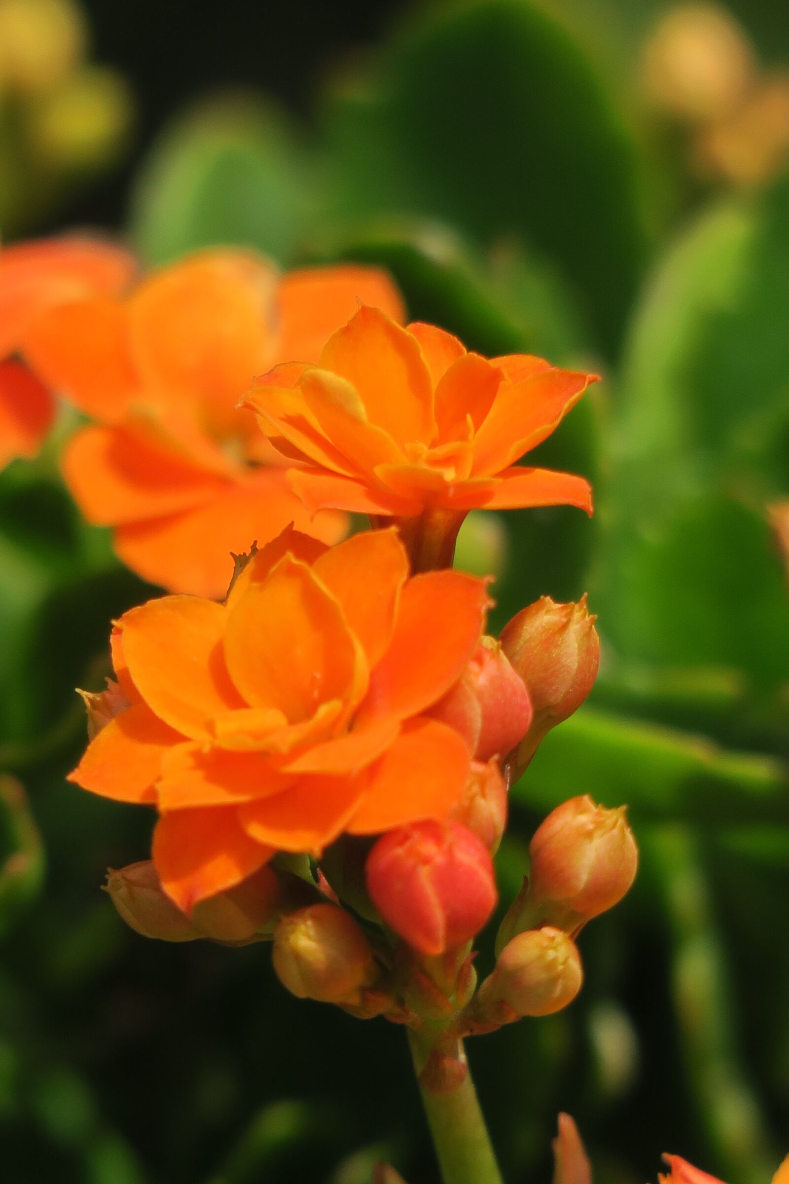 Canon PowerShot G3 X sample photo. Spend long jeon, nature photography