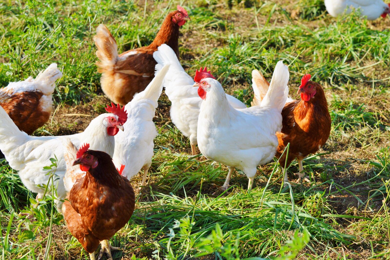 Nikon D3200 sample photo. Chicken, hen, poultry photography