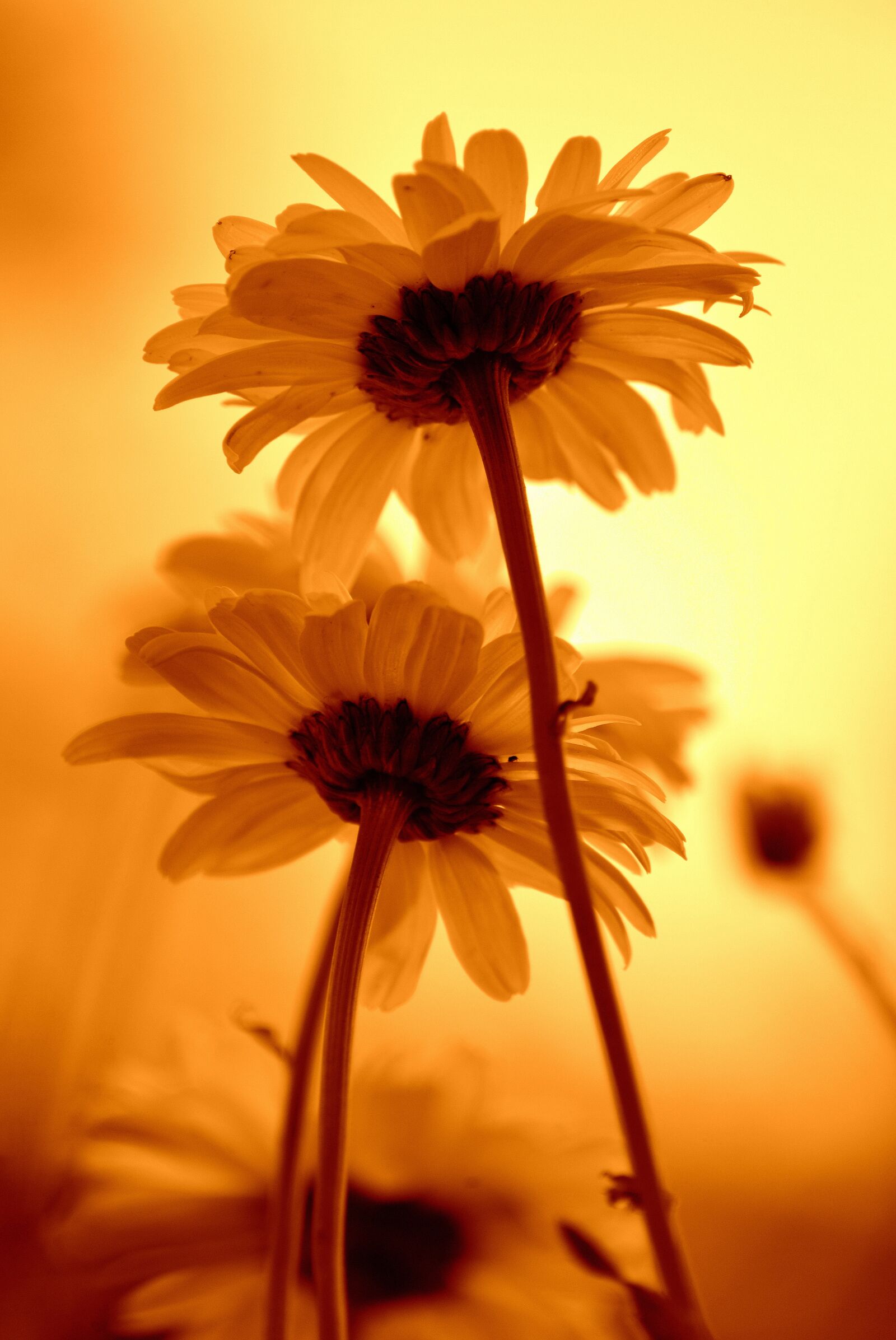 Nikon D610 sample photo. Flowers, yellow, stengel photography