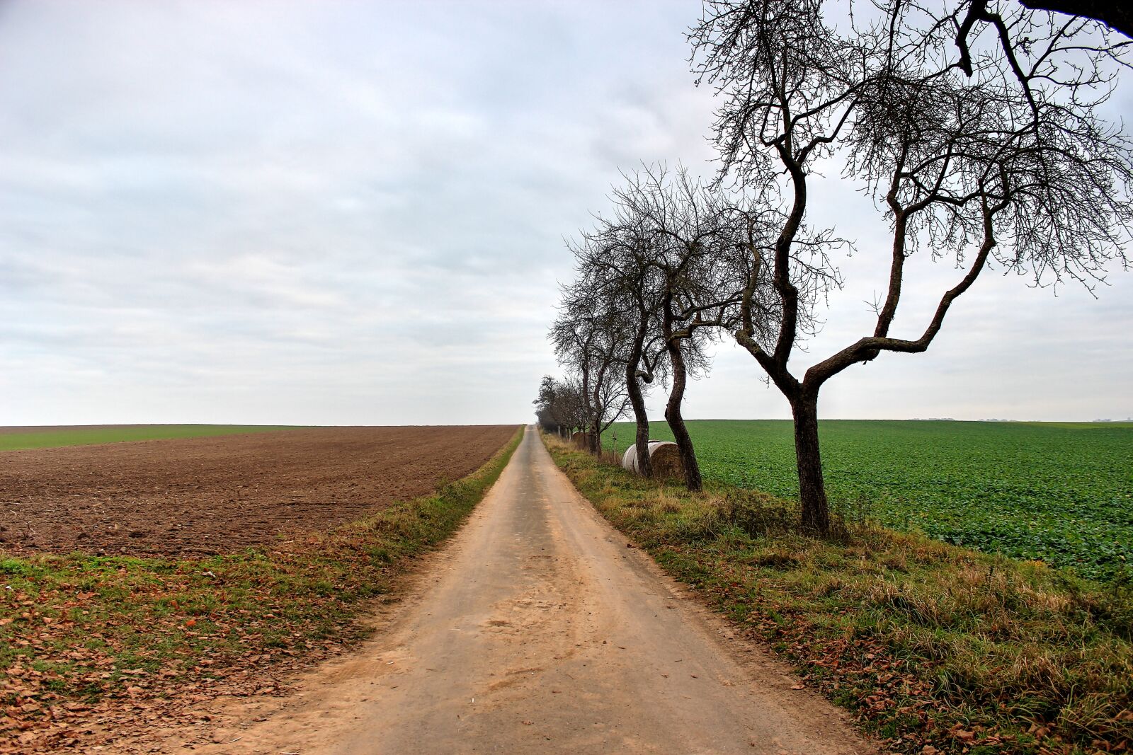 Canon EOS 550D (EOS Rebel T2i / EOS Kiss X4) sample photo. Lane, trees, nature photography