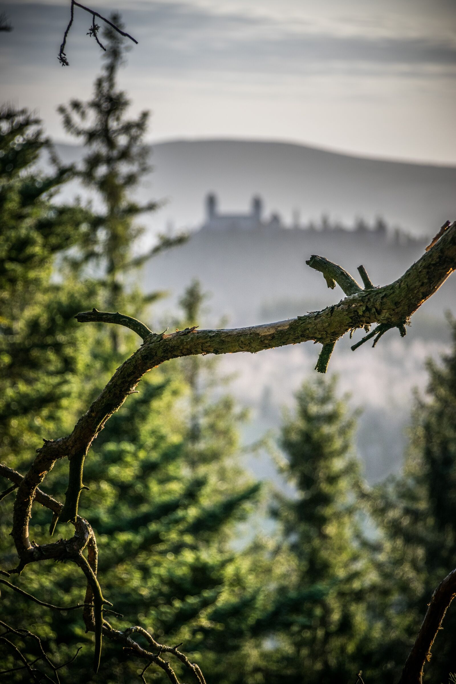 Nikon D5300 sample photo. Castle, forest, trees photography