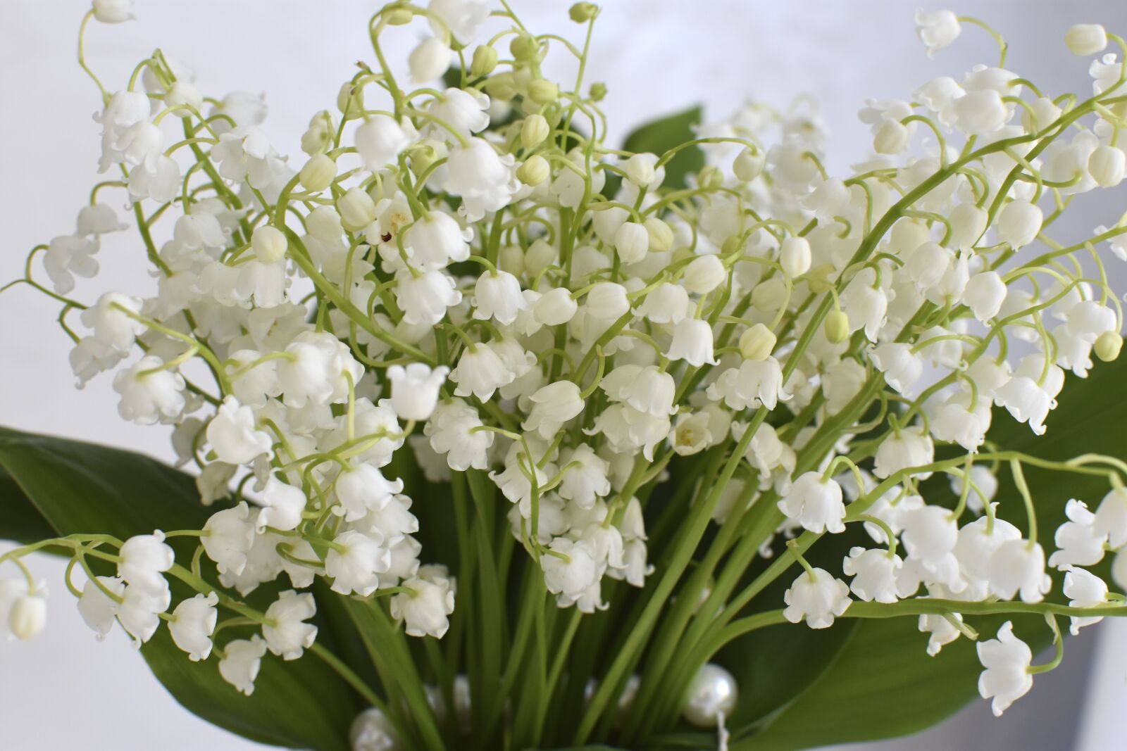 Nikon D3400 sample photo. Lilies of the valley photography