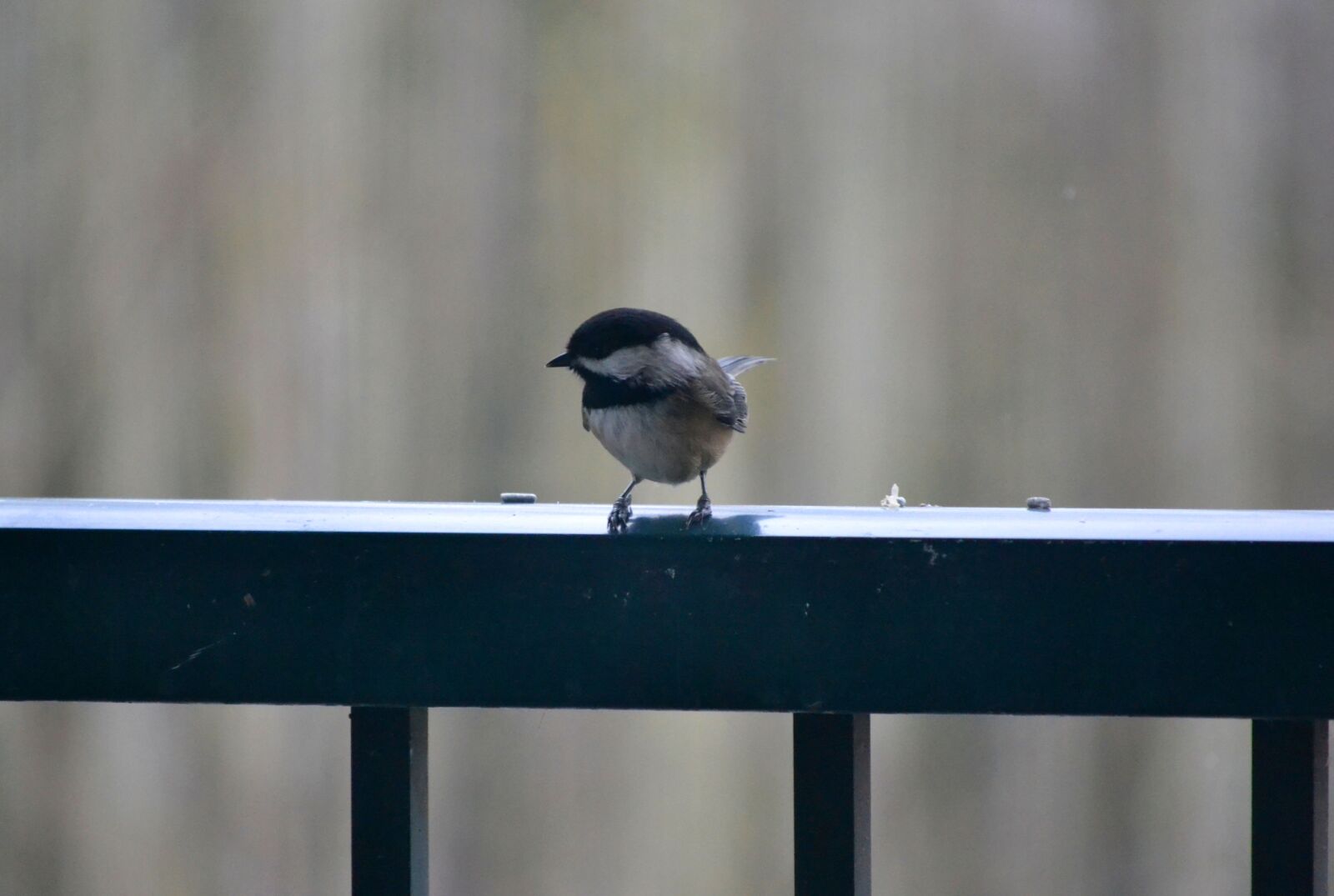 Nikon D3100 sample photo. Bird, feather, rail photography