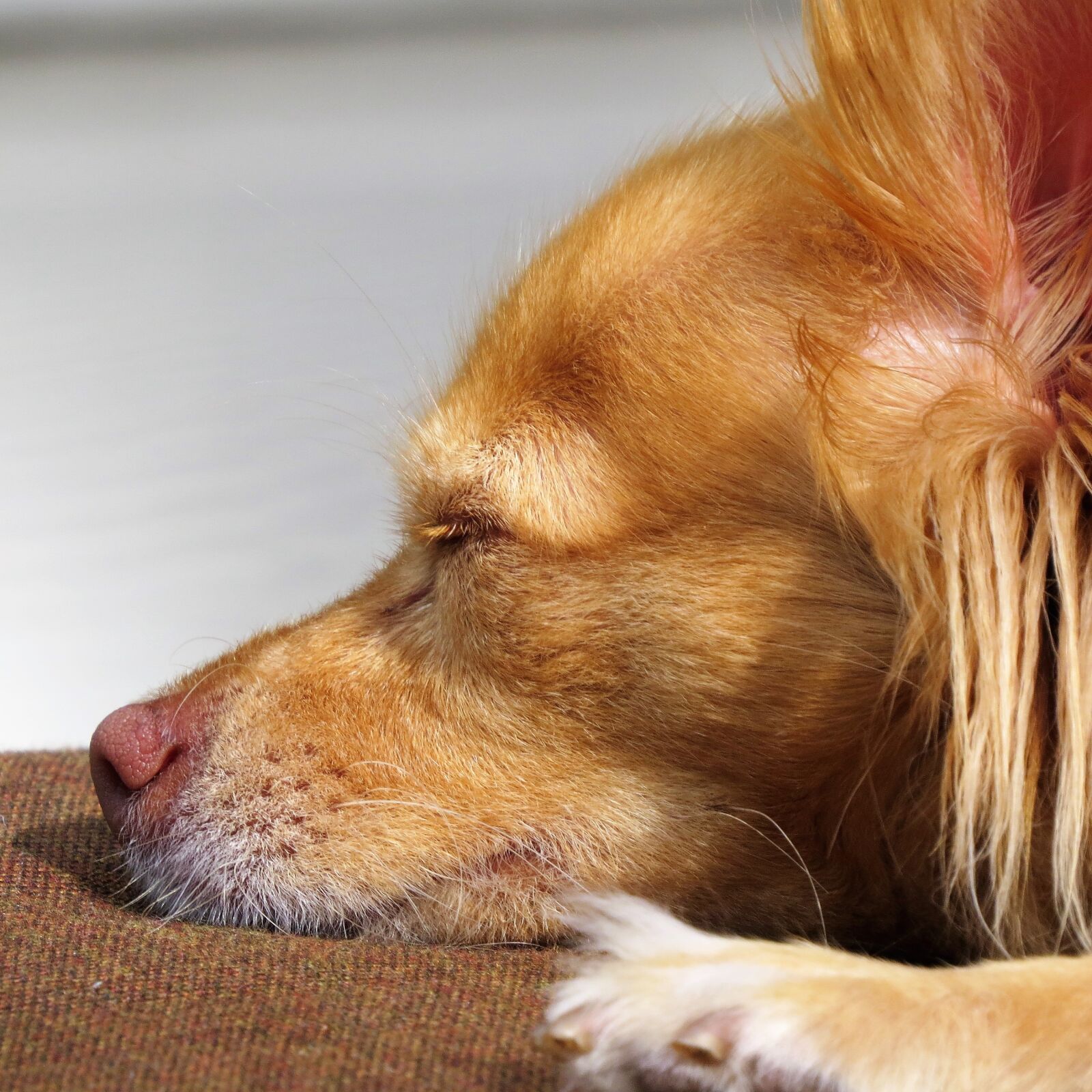 Canon PowerShot SX50 HS sample photo. Dog nose, brown, cute photography