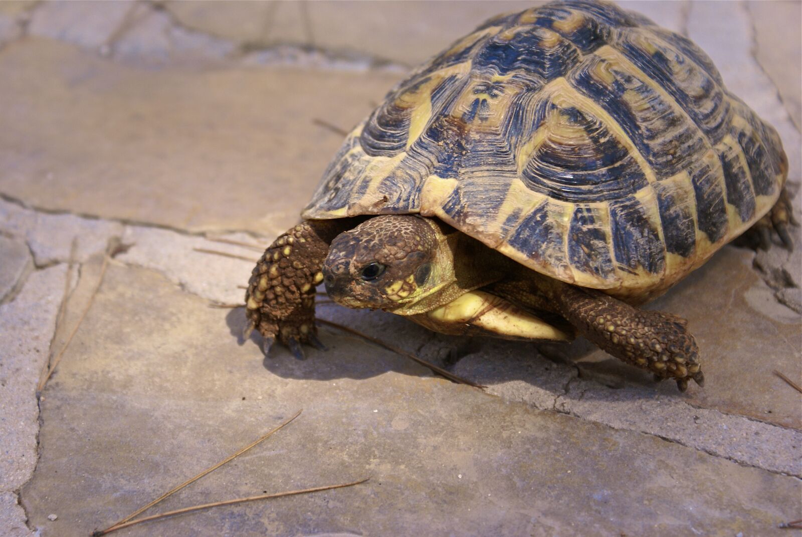 Sony Alpha DSLR-A100 sample photo. Herman tortoise, pet, earth photography