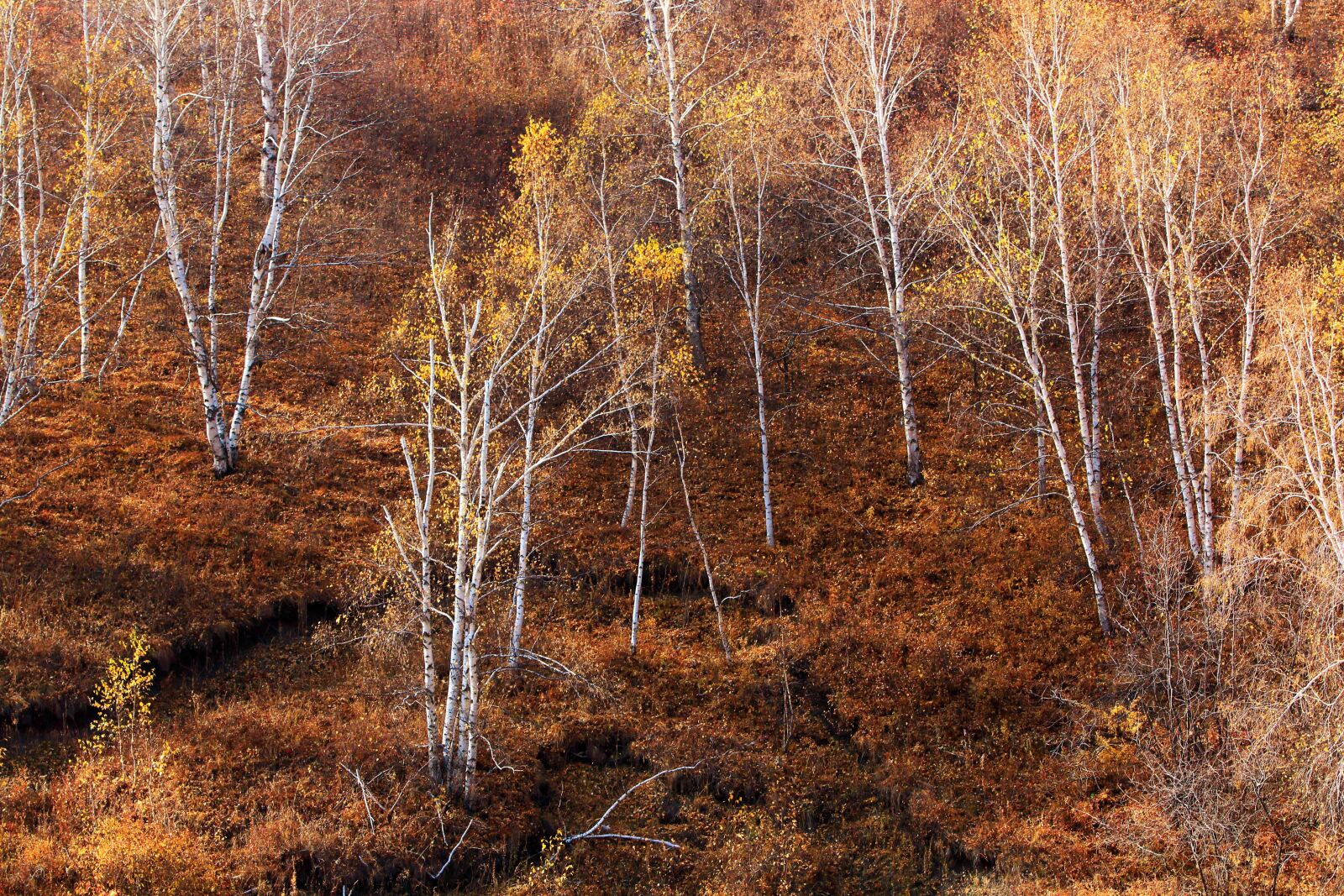 Canon EOS 70D + Canon EF 70-200mm F2.8L IS USM sample photo. Autumn, the scenery, golden photography