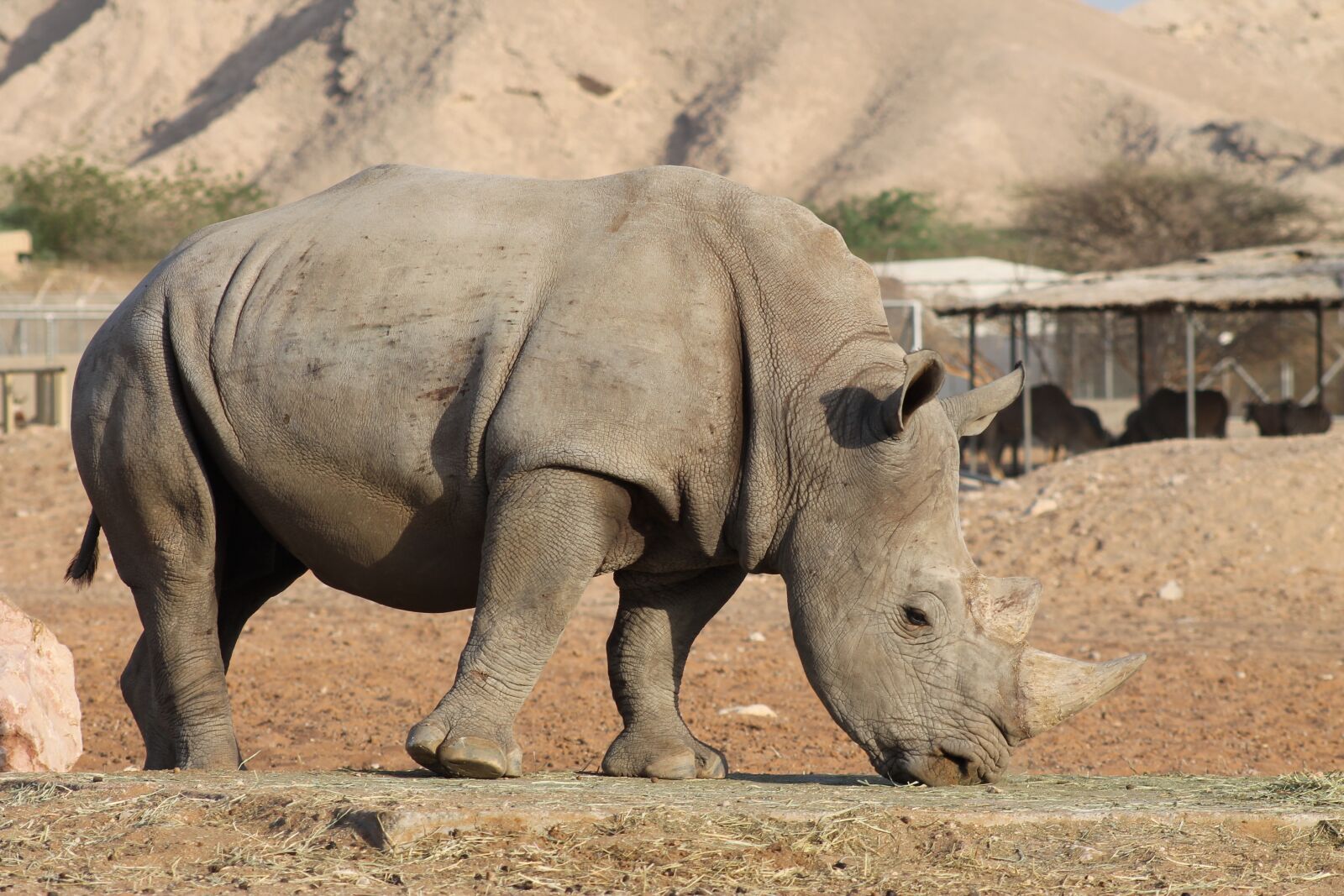 Canon EF 75-300mm f/4-5.6 sample photo. Rhino, zoo, rhinoceros photography
