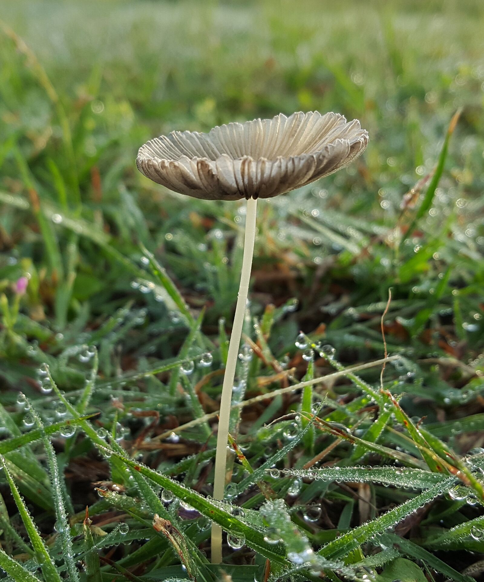 Samsung Galaxy Note5 sample photo. Toadstool, fungi, fungus photography