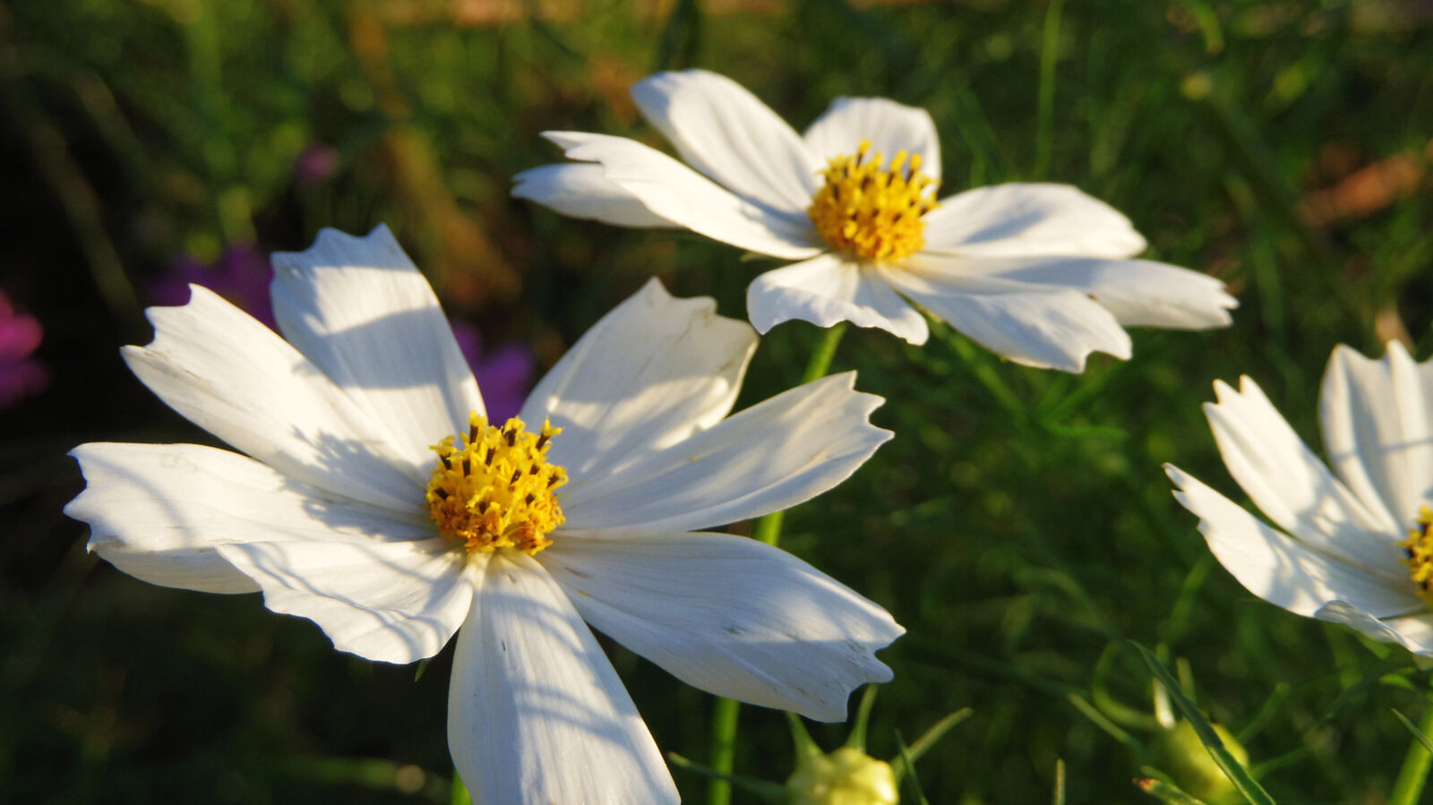 Pentax Q10 sample photo. Flower photography