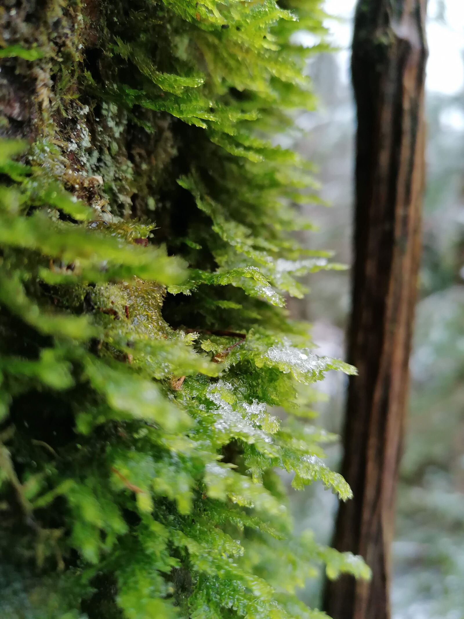 HUAWEI P30 LITE sample photo. Moss, tree, forest photography
