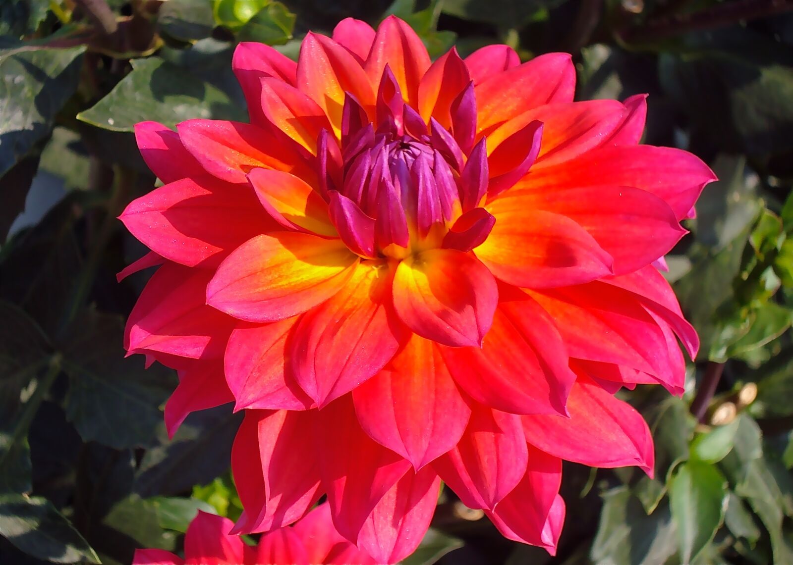 Sony Cyber-shot DSC-W120 sample photo. Flower, pretty, floral photography