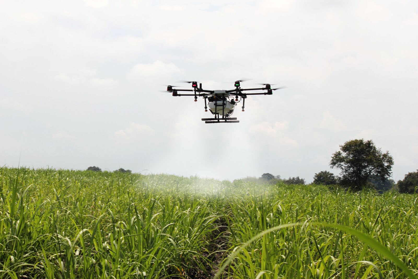 Canon EOS 550D (EOS Rebel T2i / EOS Kiss X4) sample photo. Spraying sugar cane, sugar photography