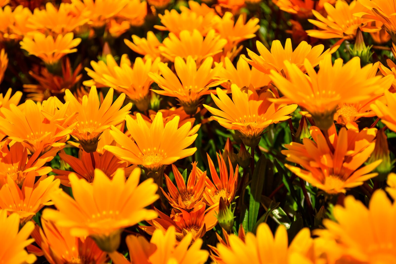 Nikon D5200 sample photo. Daisies, flowers, petals photography