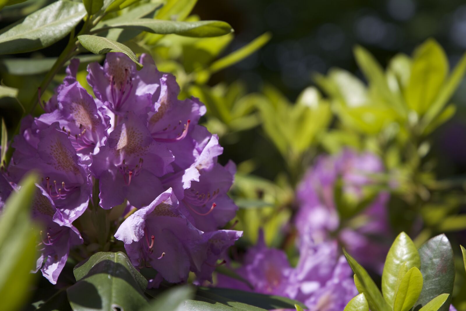 Canon EOS 6D sample photo. Flowers, summer photography