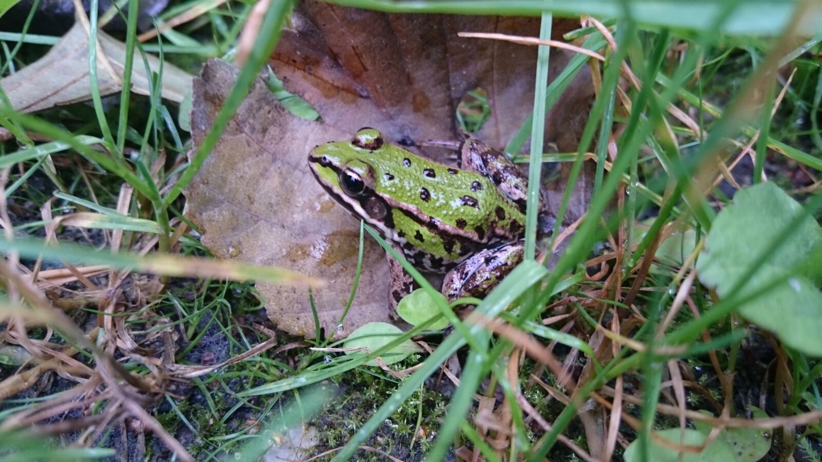 Sony Xperia Z3 sample photo. Frog, amphibians, green photography