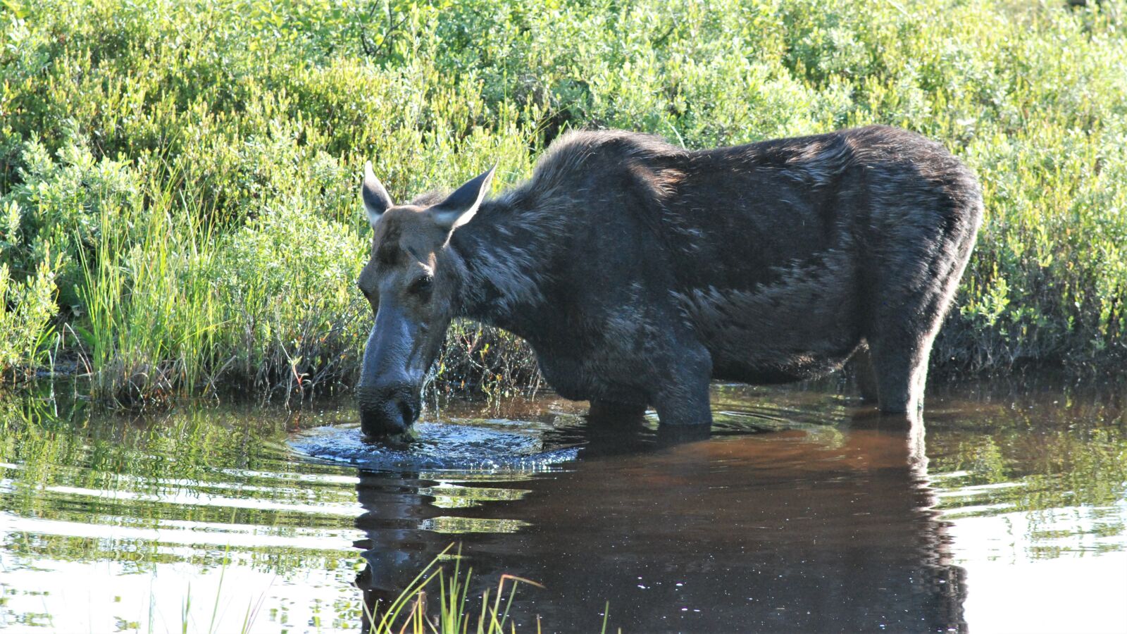 Nikon D80 sample photo. Moose, wet, eating photography