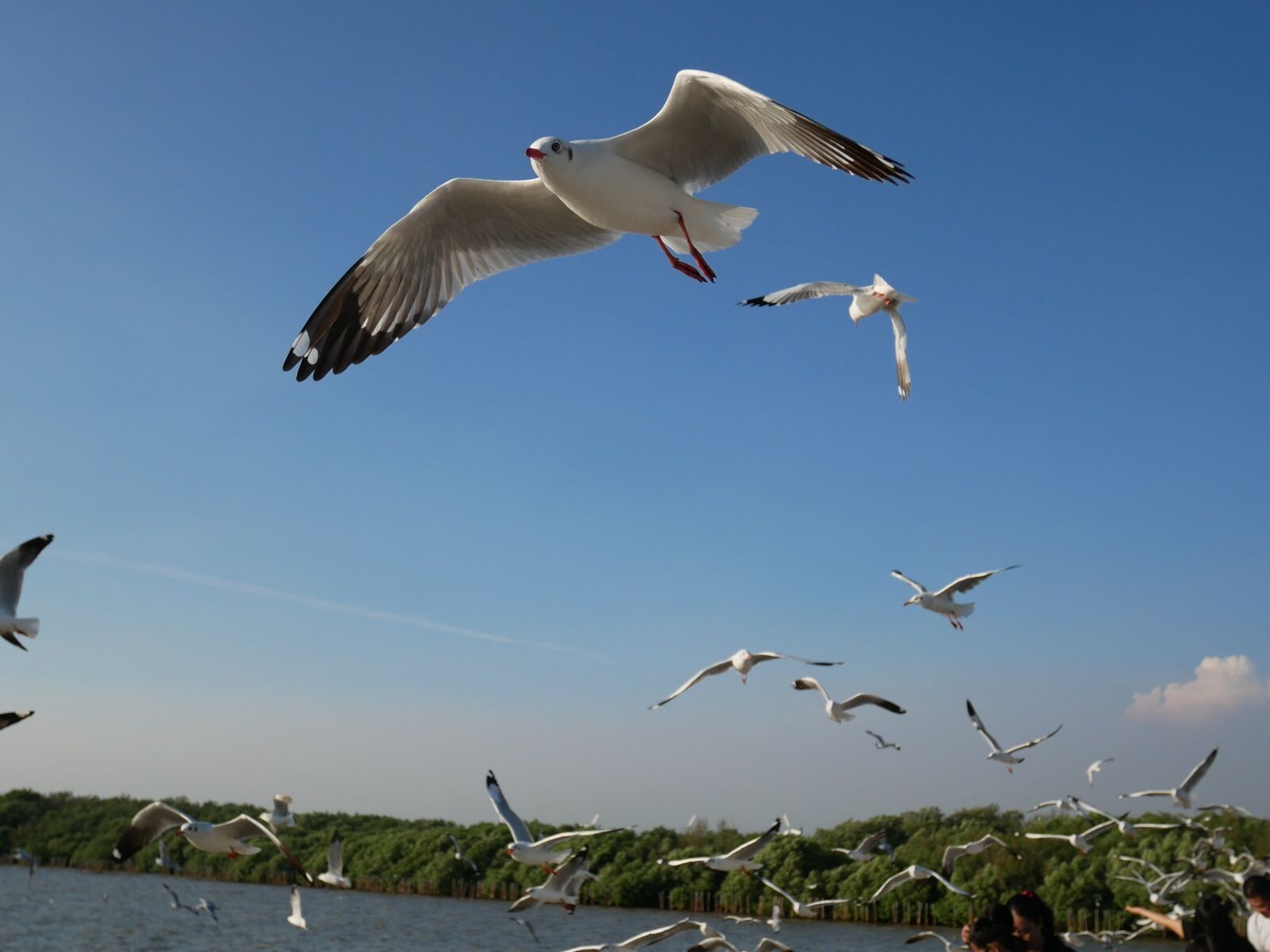 Panasonic Lumix DMC-GX85 (Lumix DMC-GX80 / Lumix DMC-GX7 Mark II) sample photo. Bird, seagull, bangpu recreation photography