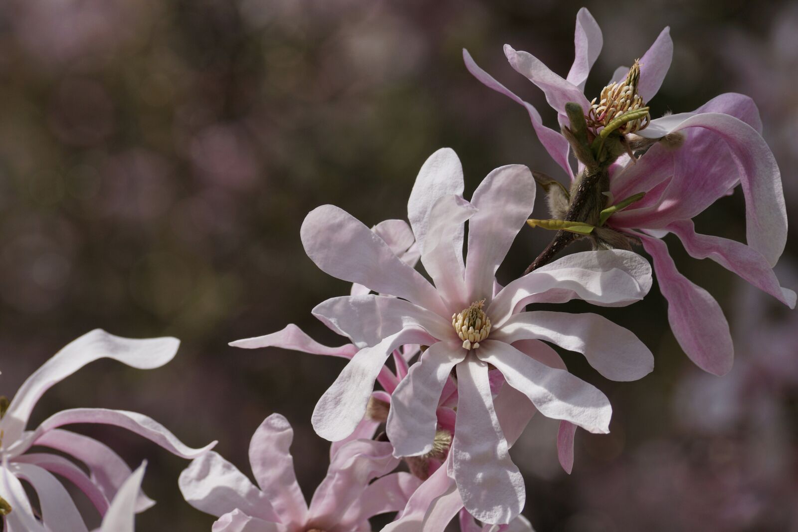 Sony DT 55-300mm F4.5-5.6 SAM sample photo. Magnolia, flower, plant photography