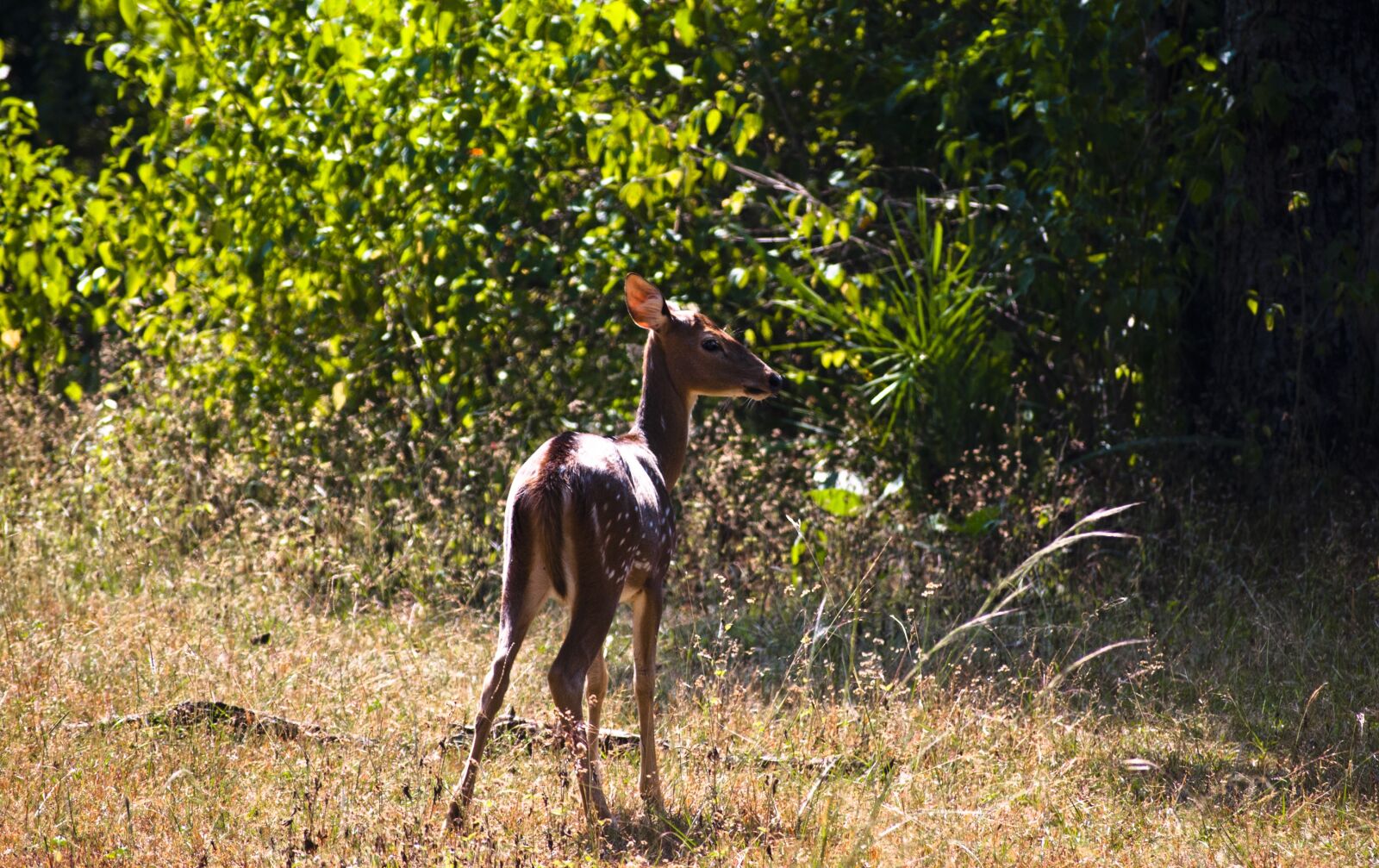 Nikon D60 sample photo. Deer, animal, wildlife photography