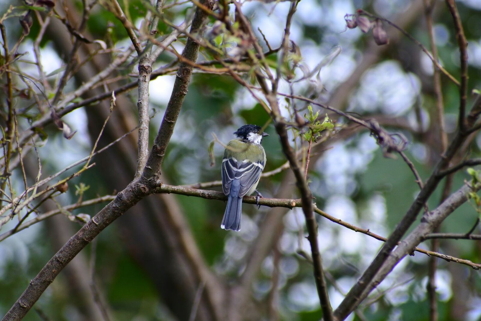 VR 70-300mm f/4.5-6.3G sample photo. Animal, forest, twigs photography