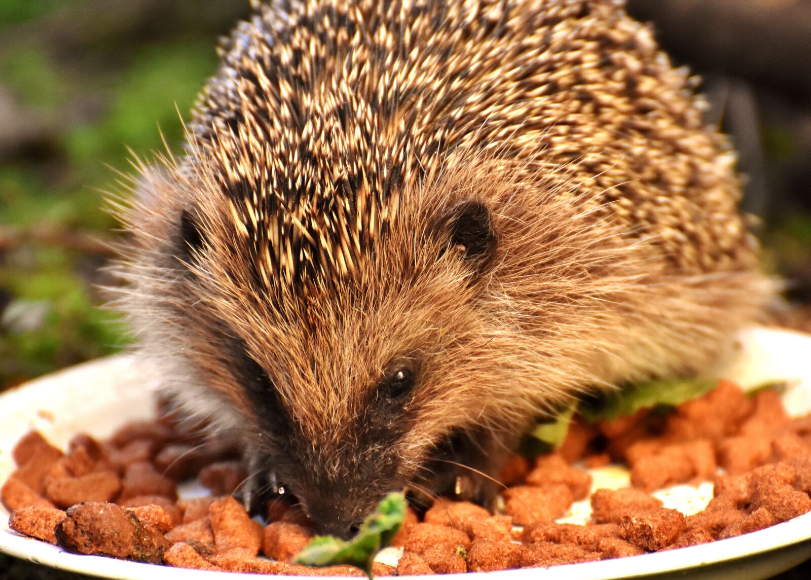 Nikon D7200 sample photo. Hedgehog child, young hedgehog photography