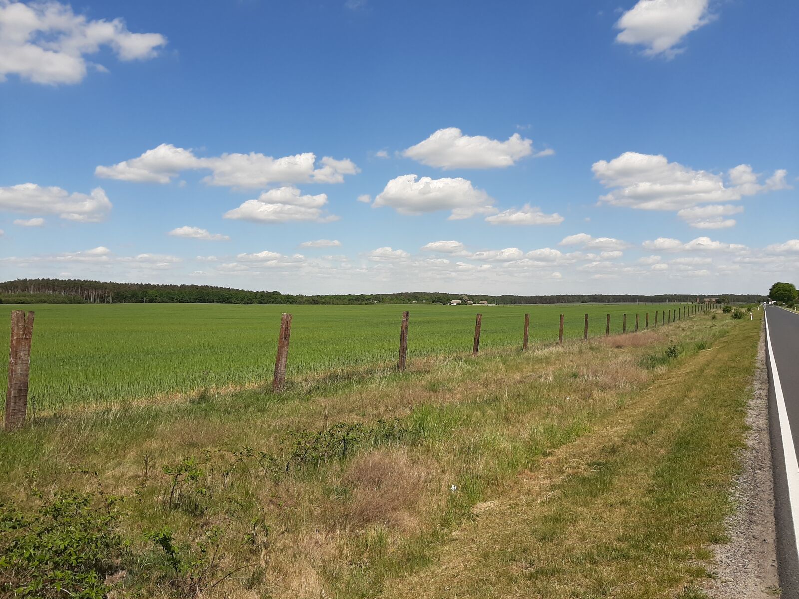 Samsung Galaxy A50 sample photo. Field, corn, poland photography
