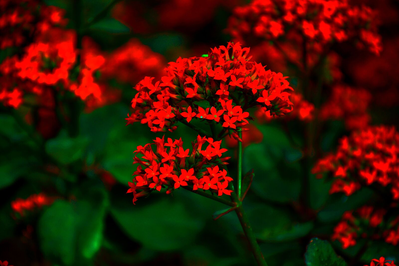 Nikon D5200 sample photo. Flowers, nature, blossom photography