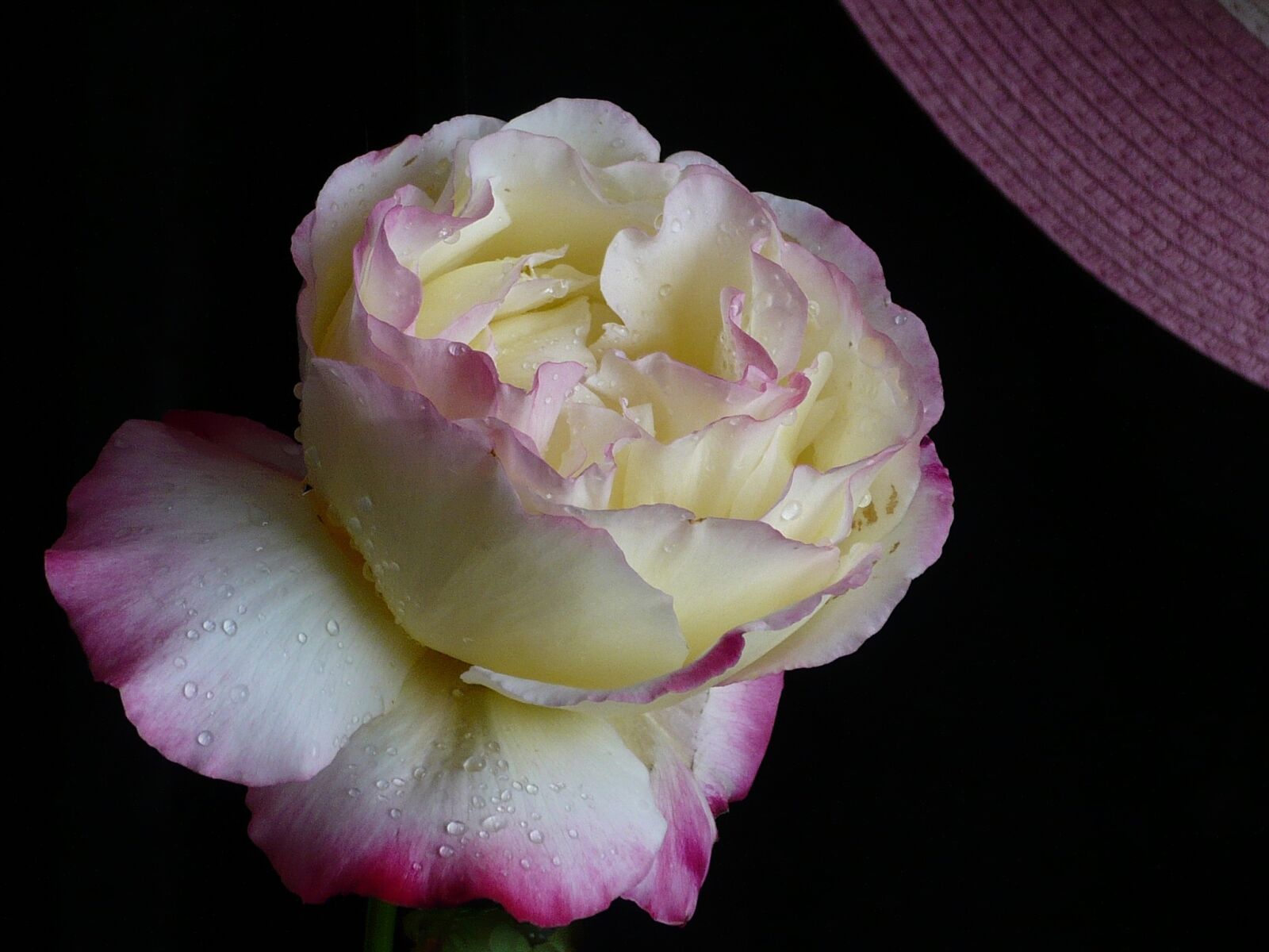 Panasonic DMC-LS75 sample photo. Rosa, flower, yellow photography