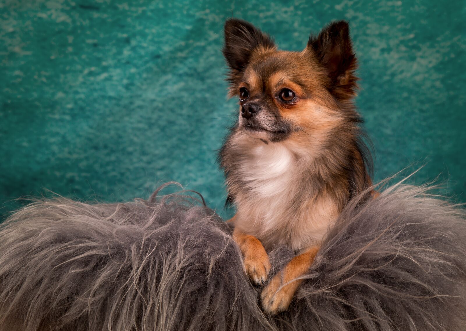 Canon EOS 70D + Canon EF 24-105mm F4L IS USM sample photo. Chihuahua, dog, small photography