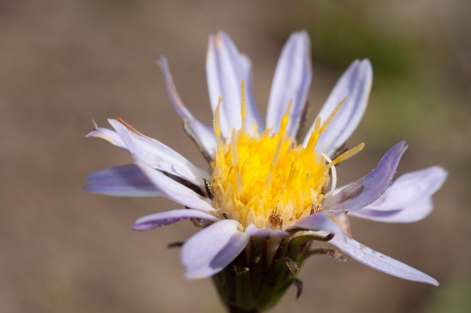Nikon D90 sample photo. Aster, purple, flower photography