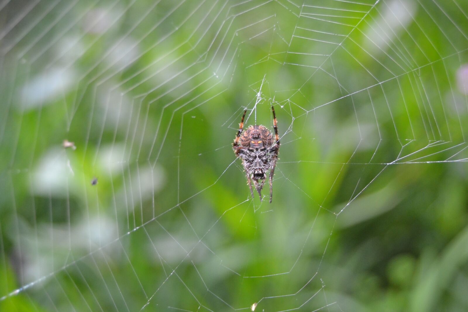 Nikon D3100 sample photo. Spider web, black, arachnid photography