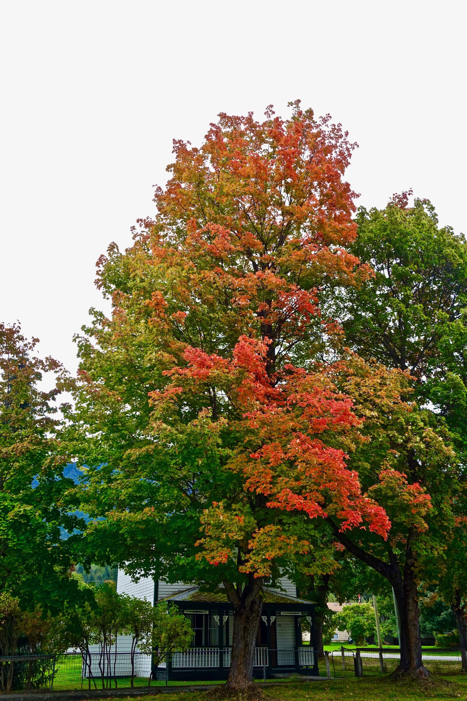 Sony Cyber-shot DSC-RX100 III sample photo. Autumn, foliage, red photography