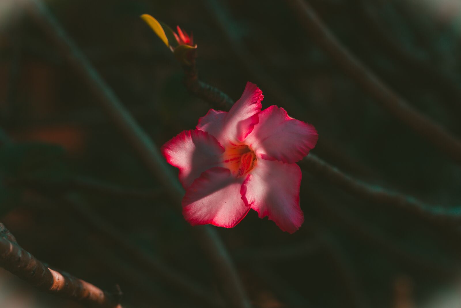 Canon EOS 700D (EOS Rebel T5i / EOS Kiss X7i) + Canon EF 50mm F1.8 STM sample photo. Invited to visit, flowers photography