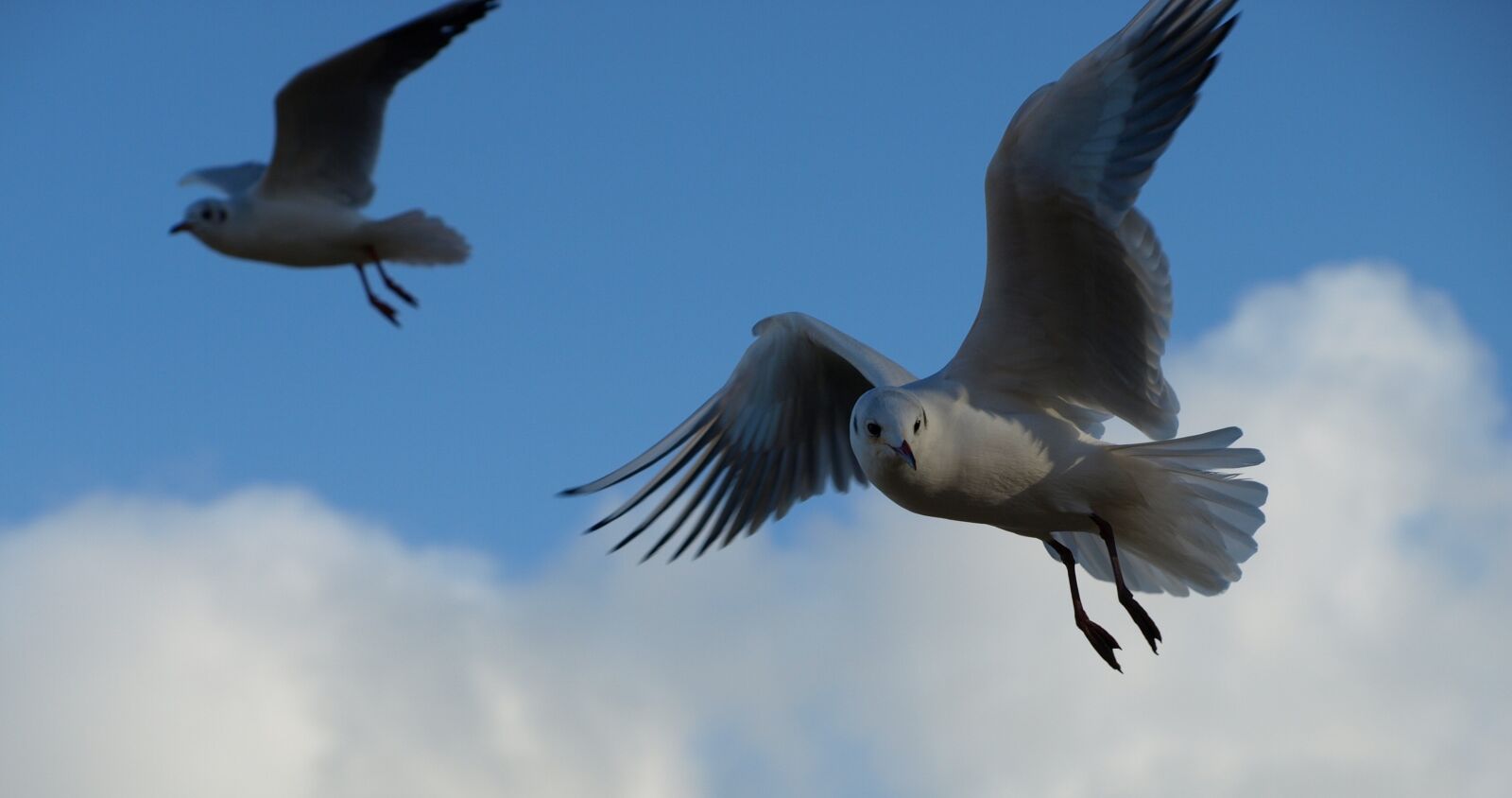 Olympus E-510 (EVOLT E-510) sample photo. Seagull, black headed gull photography