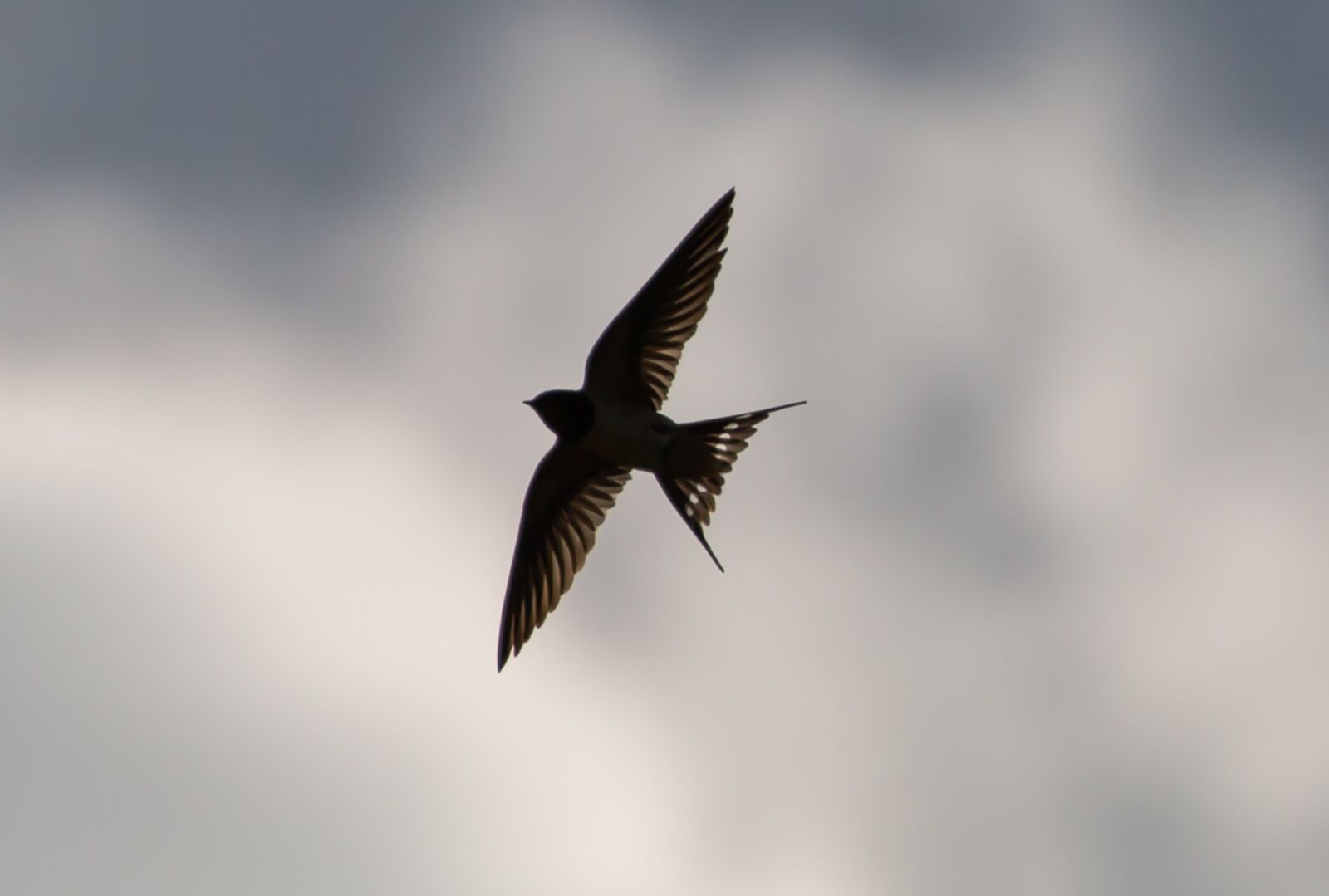 Canon EOS 5D Mark III sample photo. Swallow flying, swallow in photography