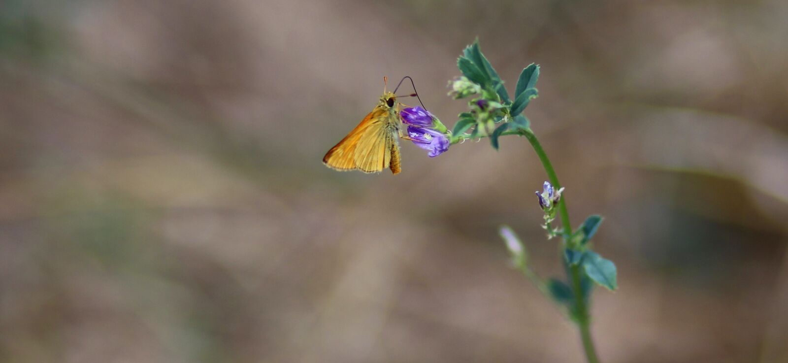 Canon EOS 700D (EOS Rebel T5i / EOS Kiss X7i) + Canon EF 85mm F1.8 USM sample photo. Butterfly, red, flower photography