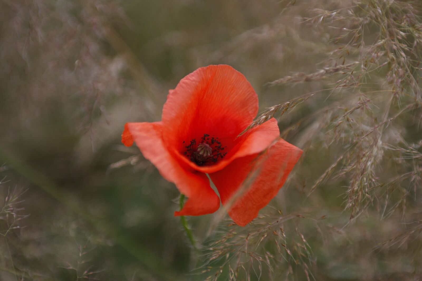 Canon EOS 40D sample photo. Poppy, red, meadow photography