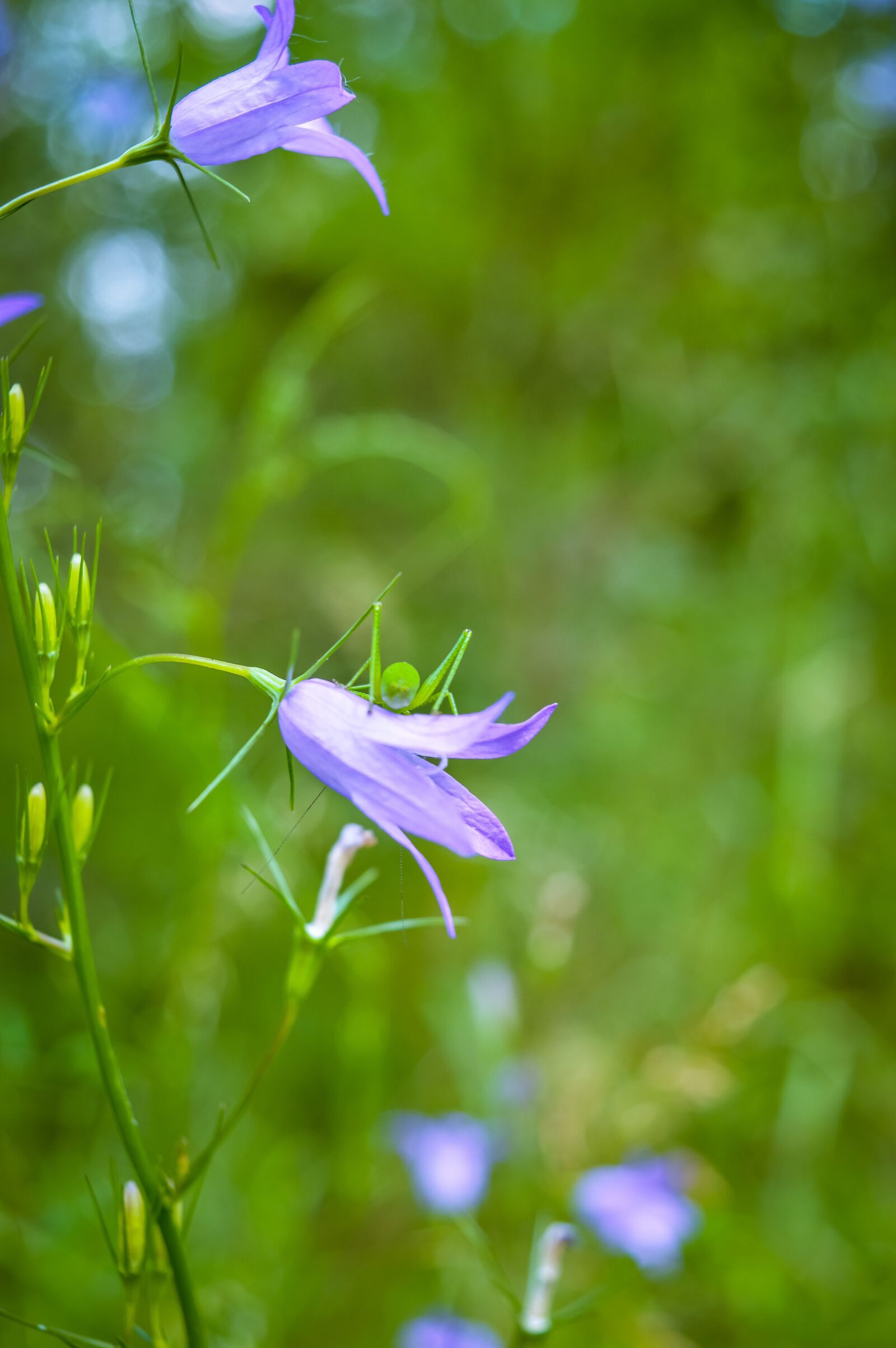 Nikon D3200 sample photo. Flower, summer, forest photography
