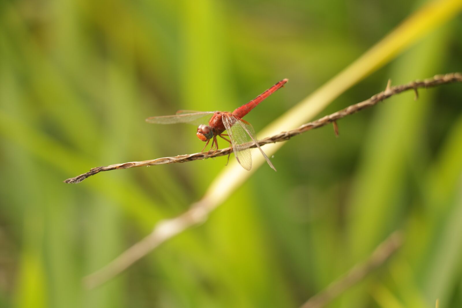 Canon EOS 760D (EOS Rebel T6s / EOS 8000D) sample photo. Dragonfly, insect, small photography