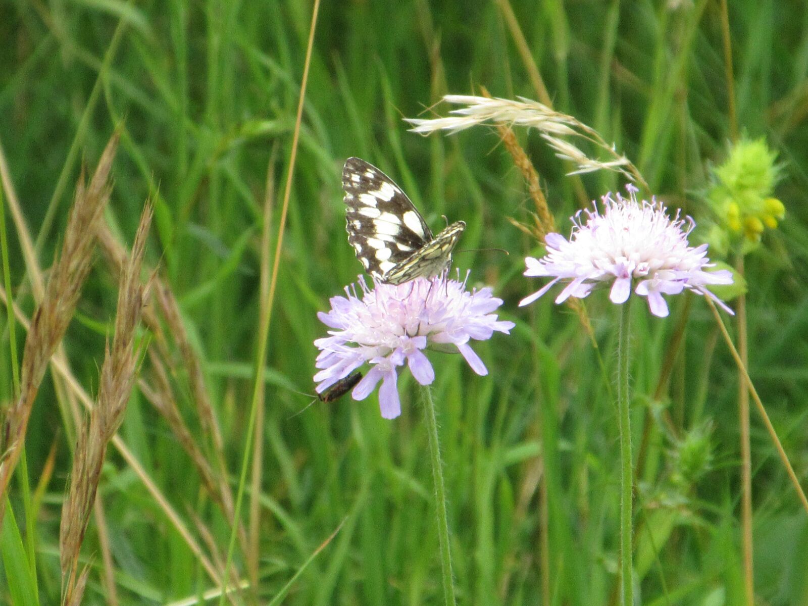 Canon PowerShot ELPH 340 HS (IXUS 265 HS / IXY 630) sample photo. Butterfly, checkered butterfly, close photography