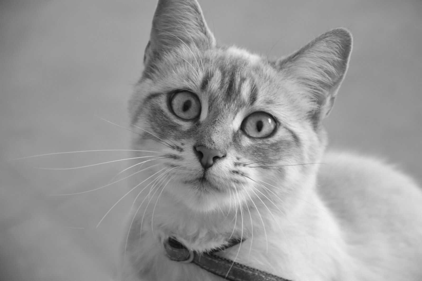 Nikon D5200 sample photo. Cat, black and white photography