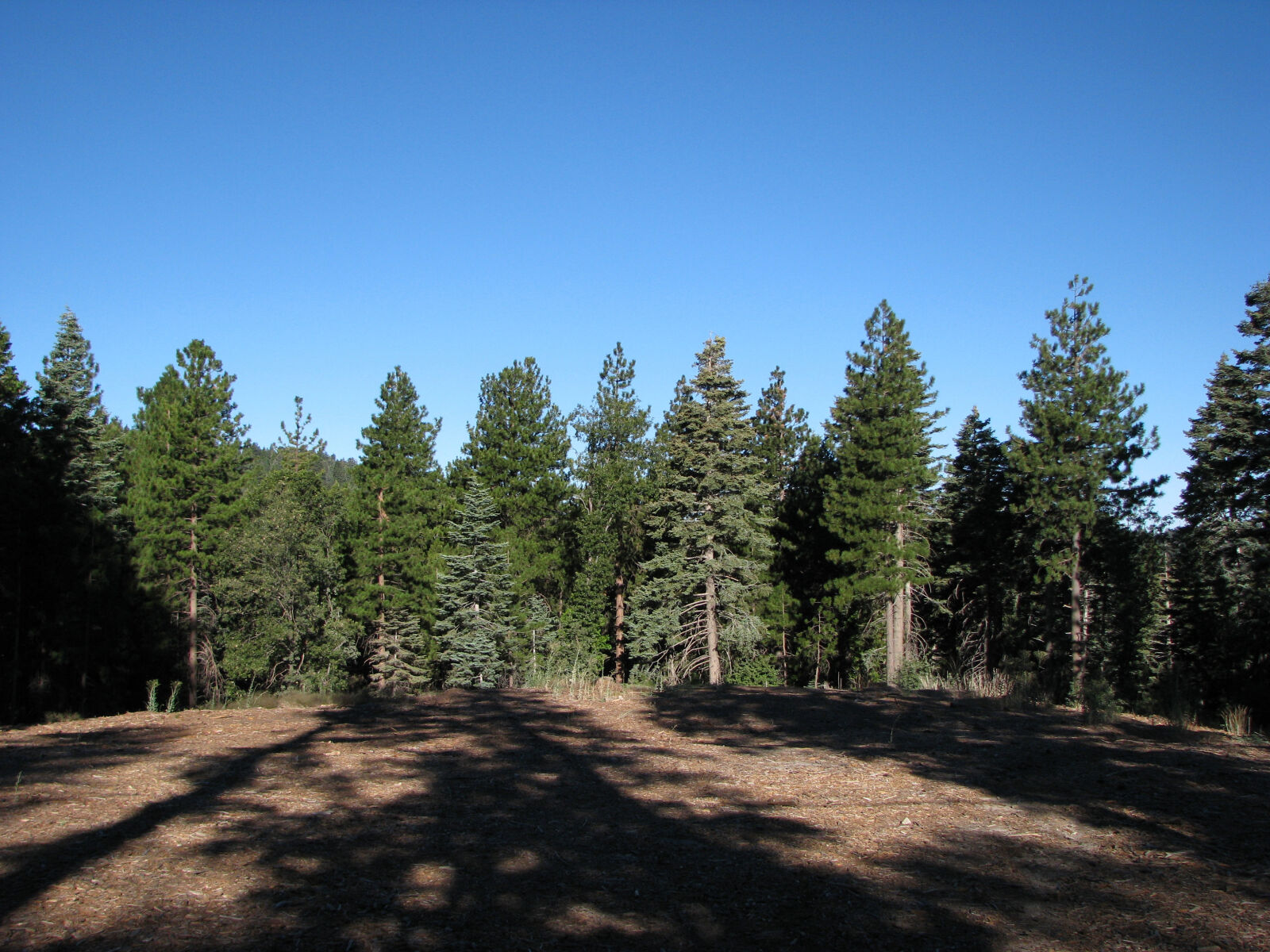 Canon POWERSHOT S5 IS sample photo. Forest photography