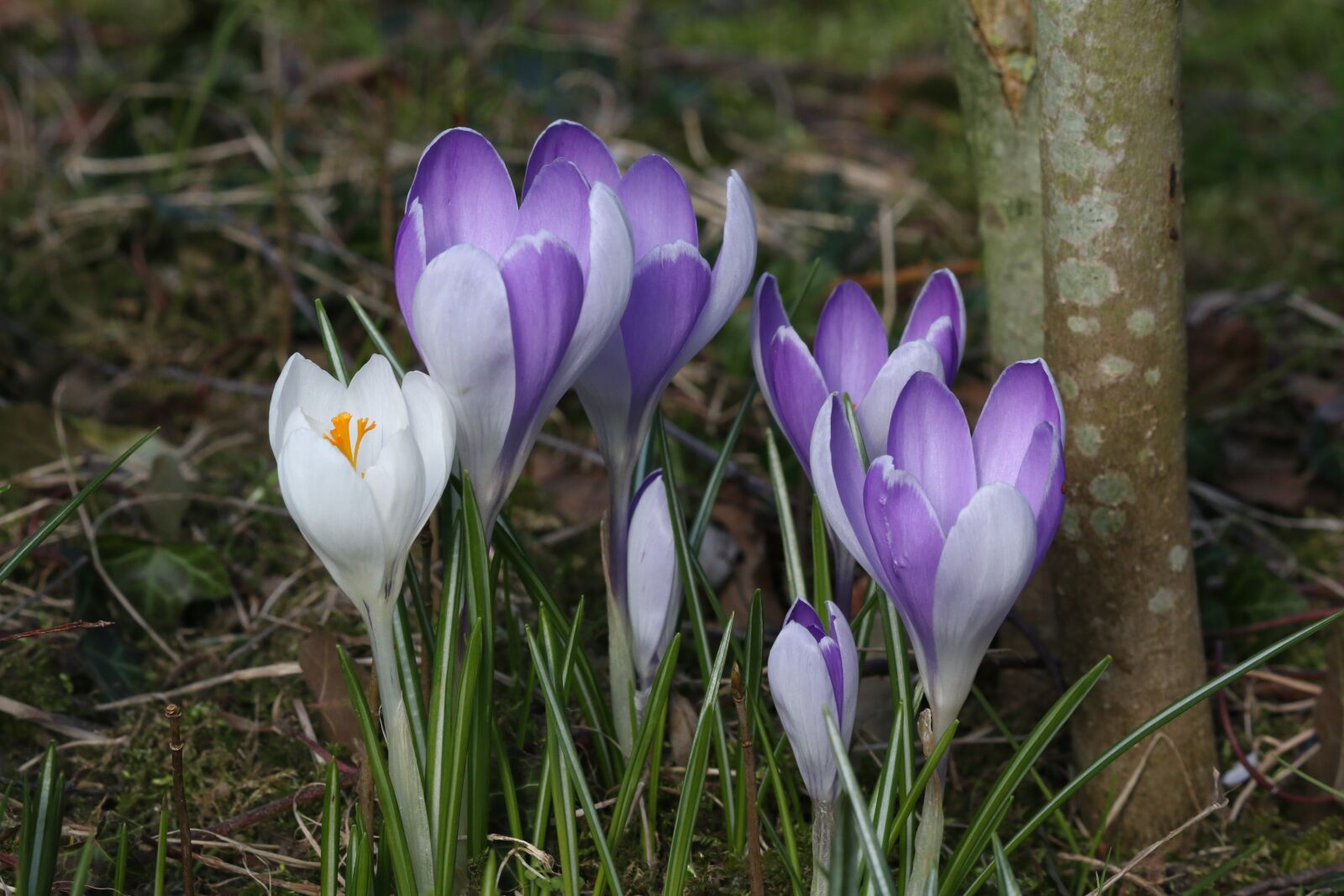 Canon EOS 70D sample photo. Crocus, nature, flower photography