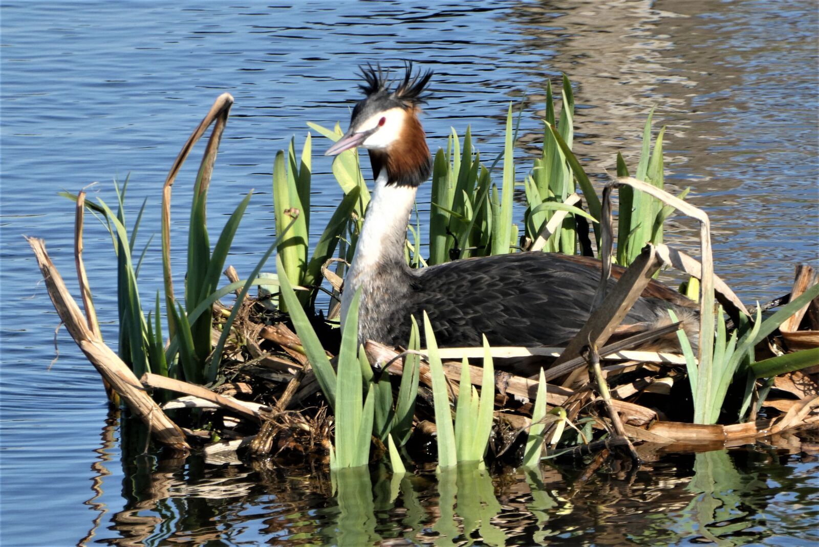 Panasonic Lumix DC-ZS70 (Lumix DC-TZ90) sample photo. Grebe, nest, spring photography