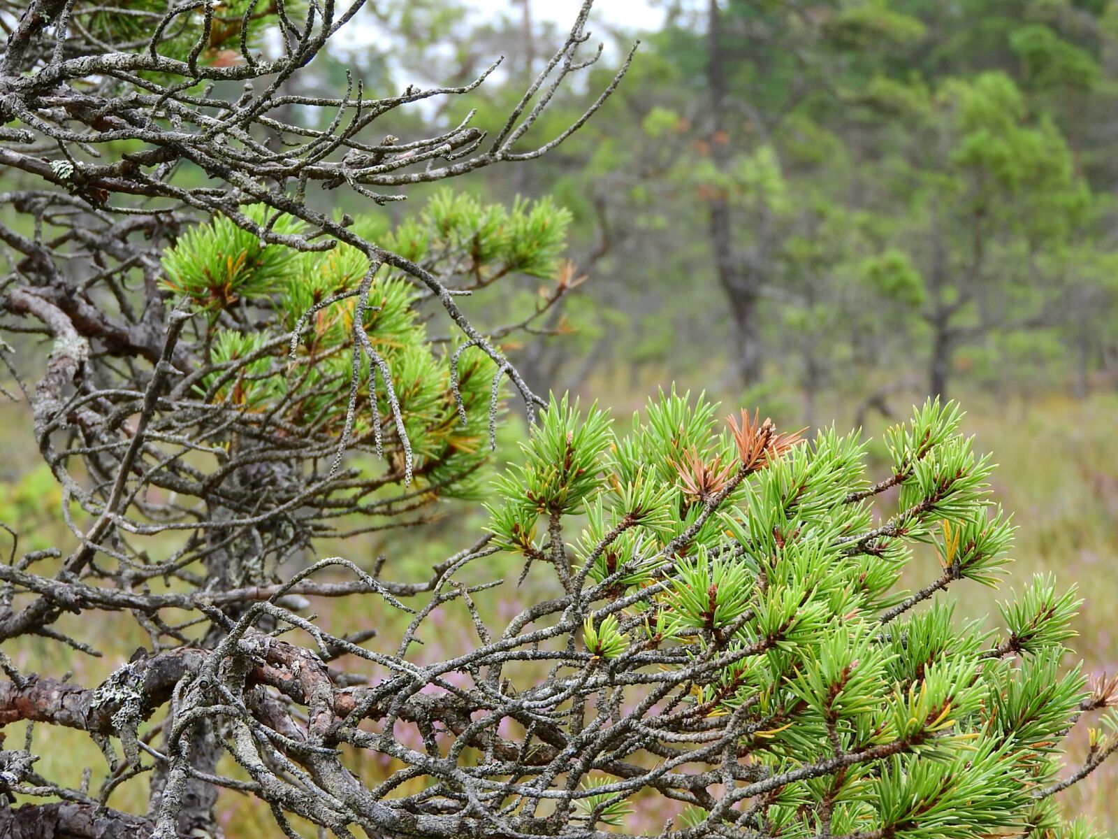 Nikon Coolpix P610 sample photo. Pine, blata, peat-bog photography