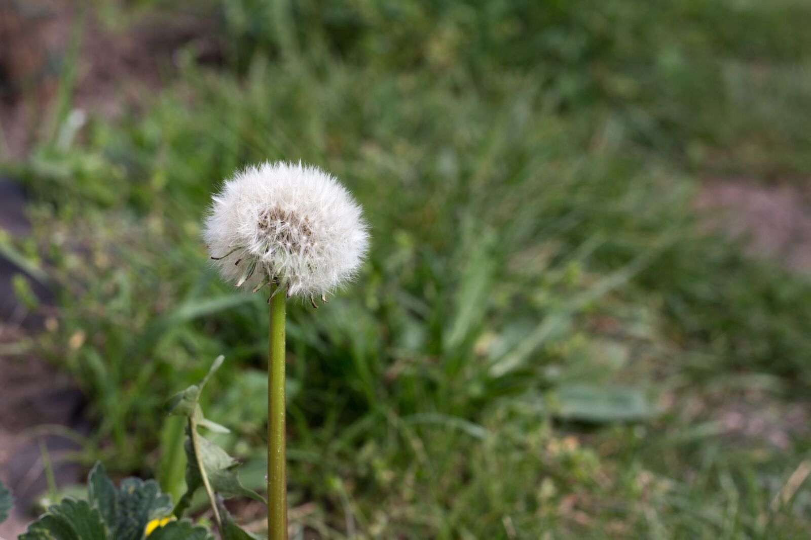 Canon EOS 700D (EOS Rebel T5i / EOS Kiss X7i) sample photo. Flower, dandelion, spring photography
